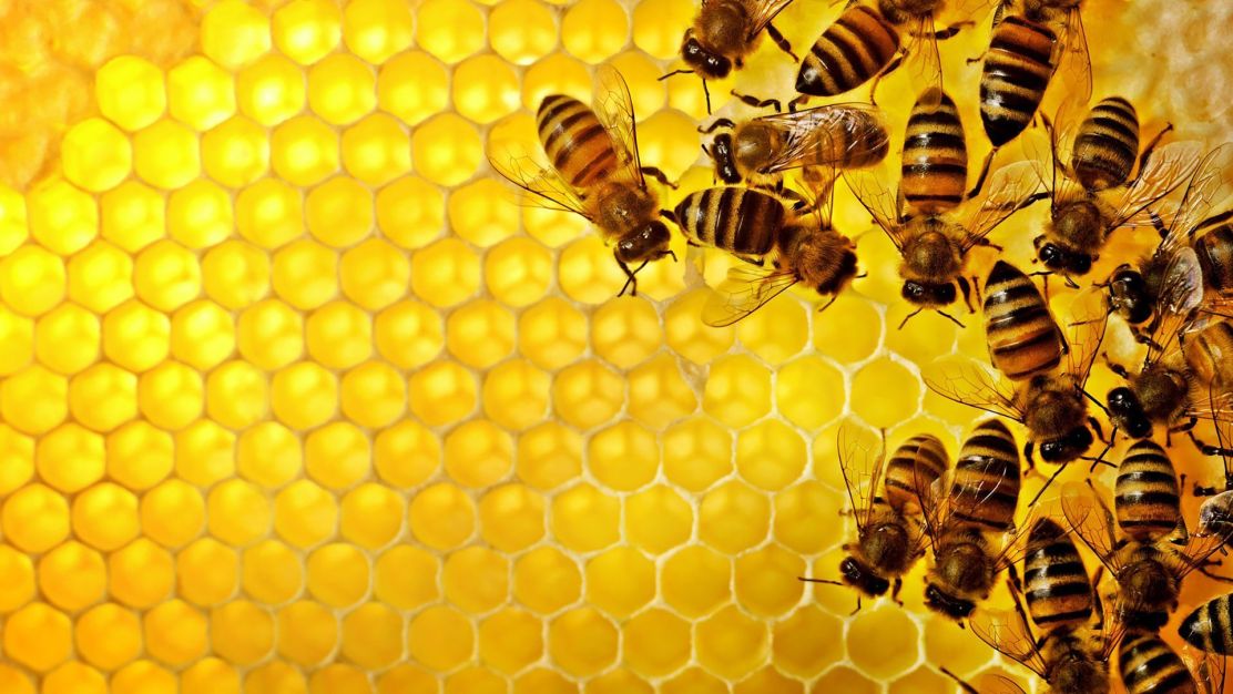 Rollen und Aufgaben von Bienen im Bienenstock