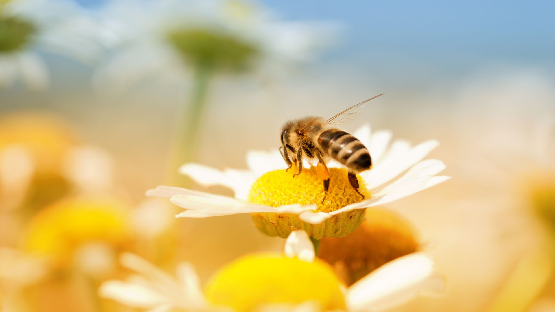 honey_bee