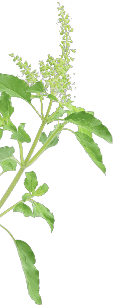 plant-5