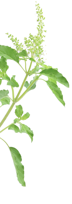 plant_newlsletter